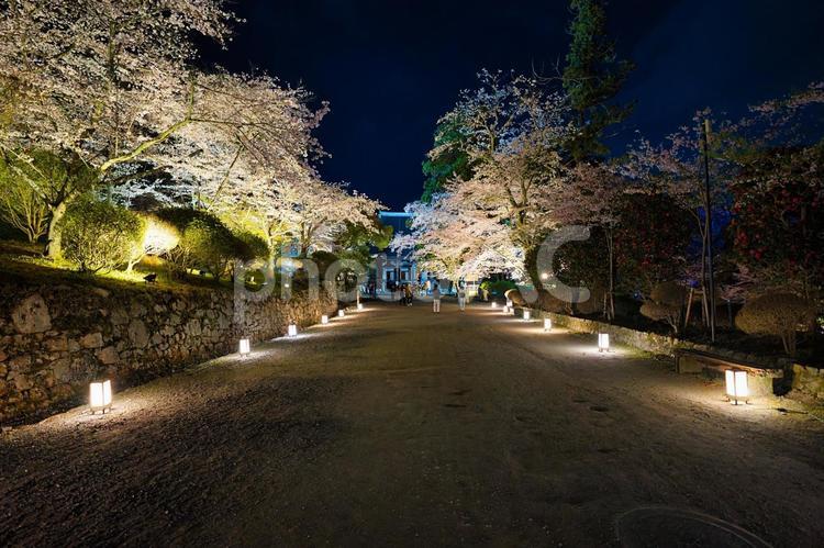 【春のオススメスポット】綺麗な夜桜を楽しむならココ！期間限定ライトアップ情報