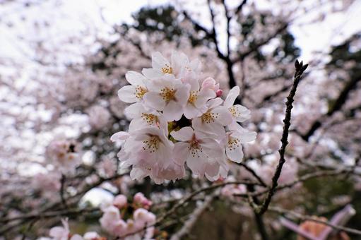 歴史ある石山寺にて桜まいり開催！〜2026 春色に染まる花の寺〜